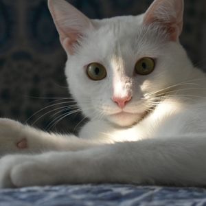 Meet your Posher, Alyssa